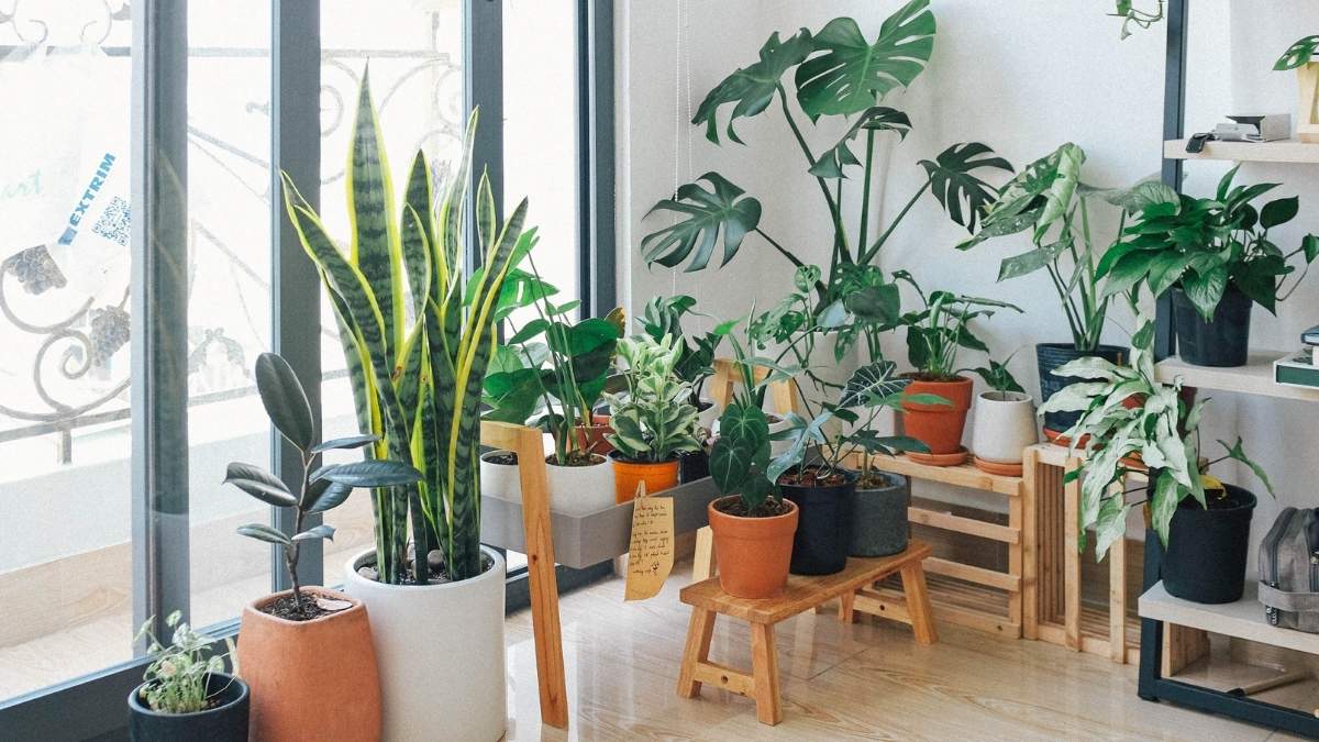 Plantes efficace pour les cheveux